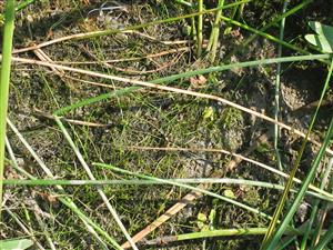 pohlad na spolocenstvo s Eleocharis acicularis