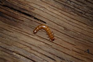 Larva Cucujus cinnaberinus.