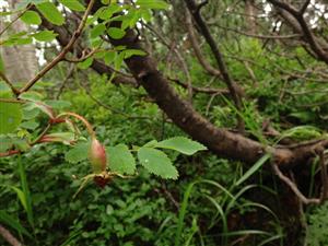 Rosa pendulina