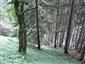 Smrekovcovo-limbové lesy (30.7.2015)