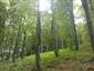 Javorovo-bukové horské lesy (31.7.2015)