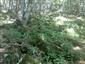 Lipovo-javorové sutinové lesy (13.6.2014)
