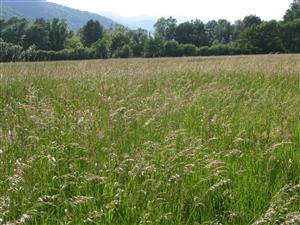 záber na biotop Lk1