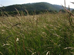 záber na biotop Lk1