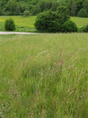 pohľad na biotop Lk1 na časti TML