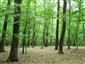 Eurosibírske dubové lesy na spraši a piesku (27.7.2015)