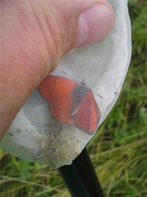 Lycaena dispar