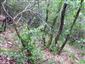 Teplomilné panónske dubové lesy (3.8.2015)