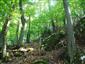 Lipovo-javorové sutinové lesy (17.9.2014)