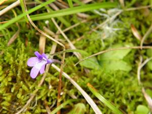 Pinguicula vulgaris