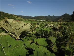 lokalita