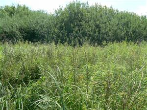 Ochuzené Br7 - Carex acuta, Eupatorium cannabinum, Lysimachia vulgaris, Urtica dioica, Solidago gigantea