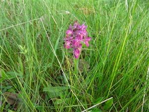 Vysoká_Pohľad na orchideu Orchis morio