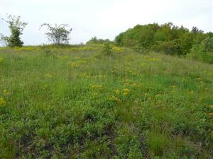 Pohľad na psiarkovú lúku na lokalite Vysoká