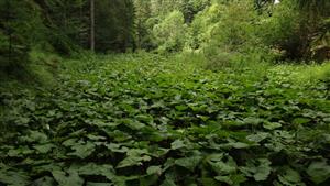 horná časť lokality, porast Petasites kablikianus