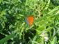 Lycaena dispar