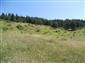 jašterica bystrá (3.7.2015)