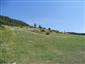 jašterica bystrá (18.7.2015)