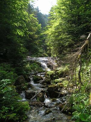 dolina Bystrička, potok Bytričanka lokalita P. excellens