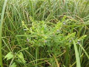 Scutellaria galericulata