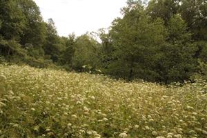 súčasný stav vegetácie na TML