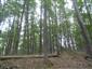 Eurosibírske dubové lesy na spraši a piesku (27.7.2015)