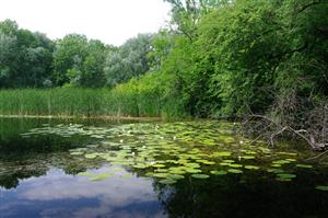 okrajová časť lokality s pravdepodobným výskytom Leucorrhinia pectoralis