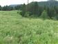 modráčik čiernoškvrnný (19.7.2014)