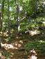 jašterica múrová (4.7.2015)
