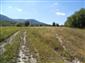 užovka stromová (5.7.2015)