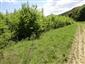 jašterica bystrá (18.7.2015)