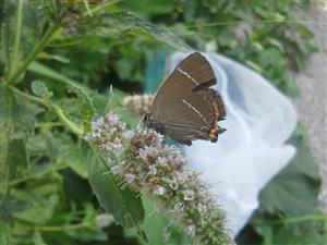 Satyrium w-album