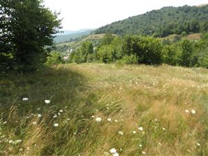 hranica medzi kosenou a nekosenou castou