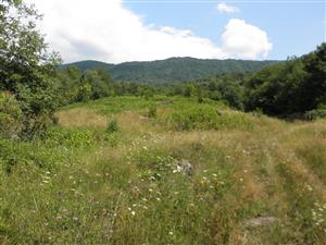 SV okraj lokality, za ktorým sa expanzívne šíri Pteridium aquilinum