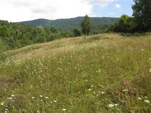 centralna cast porastu