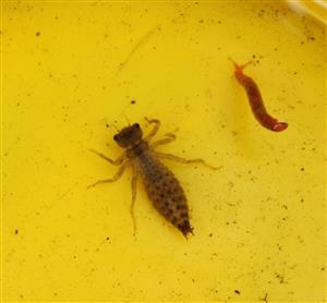 oná larva