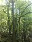 Lipovo-javorové sutinové lesy (4.8.2015)
