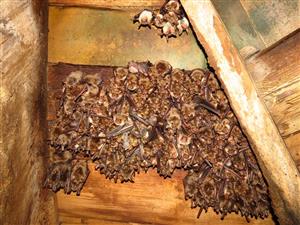 kolónia Mmyo Bobrovec