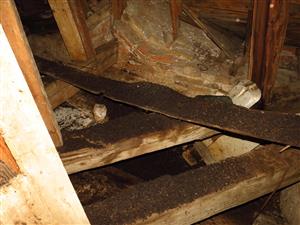 netopierí trus v priestore s kolóniou