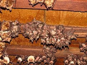 kolónia podkrovie ZUŠ Dolný Kubín