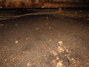 netopierí trus v podkroví školy