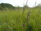 Suchomilné travinnobylinné a krovinové porasty na vápnitom podloží (*dôležité stanovištia Orchideaceae) (6.5.2014)