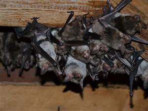 kolónia MMyo v podkroví kostola