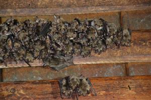 kolónia MMyo v podkroví kostola