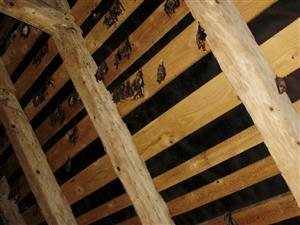 kolónia netopierov Fačkov