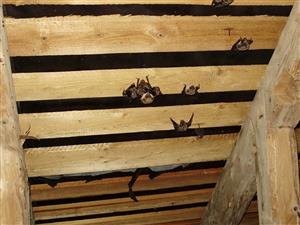 kolónia netopierov Fačkov