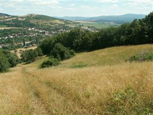 pohľad na TML_ColiMyrm_010 Moravské Lieskové 26. júla 2015