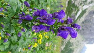 Aconitum firmum, Karpatský endemit