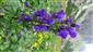 Aconitum firmum, Karpatský endemit