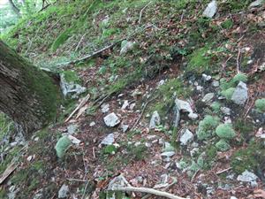 Leucobryum glaucum v sutinách lesnom prostredí 